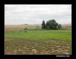 Paturages au bord de Oued Ouark