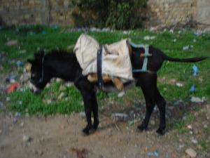 Aghyoul  symbole de l'endurance