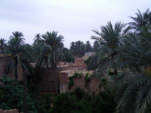 Ghardaia, une palmeraie