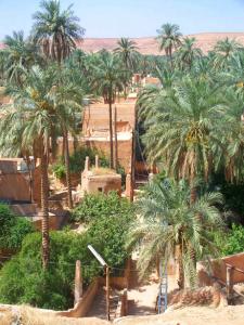 Ghardaia, Palmeraie