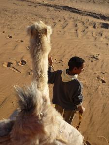 Sur un dos de chameau à Ghardaia