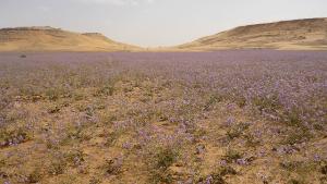 Le Désert Fleuri au Printemps de Ghardaia