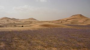 Le Désert Fleuri au Printemps de Ghardaia