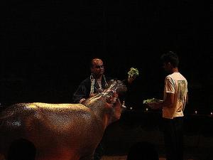 Hippopotame à Ghardaia!! (Cirque)