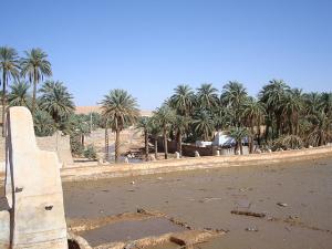 Une Palmeraie de Ghardaia