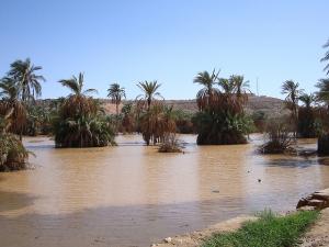 Une Palmeraie de Ghardaia