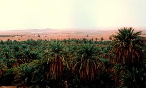 Une Palmeraie de Ghardaia