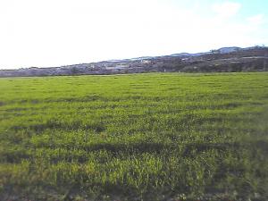 Champ Agricole dans la commune de Ouarizane (Wilaya de Relizane)