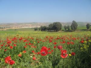 Champs de Coquelicots à Relizane