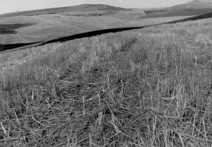 Après les moissons (Relizane)