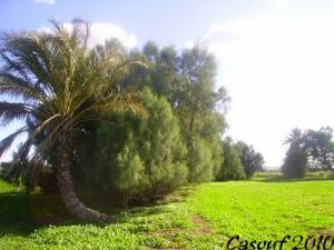 Champ agricole à Relizane