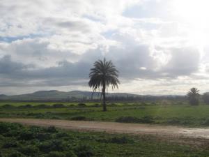 Champ agricole à Relizane