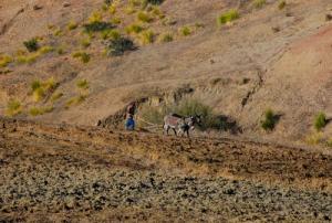 Agriculture traditionnelle à Relizane