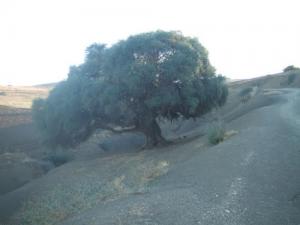 Olivier Centenaire sur la route de Relizane
