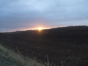 Champs agricole de Mendes à Relizane