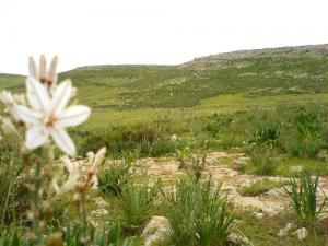 Les Vertes Collines de Relizane
