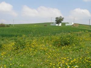 Champ de Moutarde à Relizane