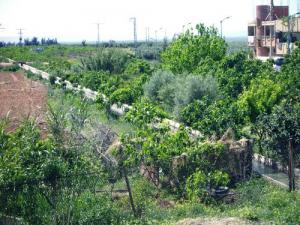 Verdure près du barrage de Djidiouia (Relizane)