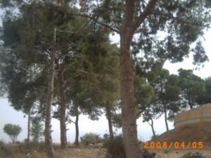 Pin d'Alep (Relizane)