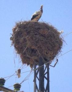 Nid de Cigogne près de la Mairie de Relizane