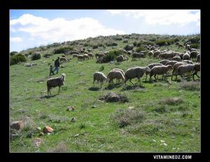 تربية الماشية بجبال تيرني في ولاية تلمسان