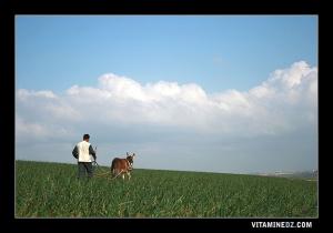 حقل البصل بمنطقة البارج عند مدخل مدينة بني صاف