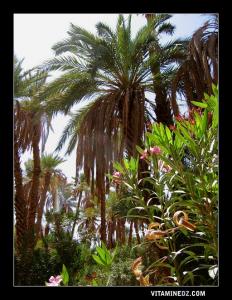 صورة ملتقطة من واحة تاغيت (ولاية بشار)