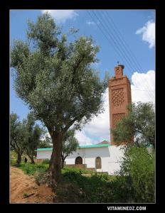 مسجد الصحابي  سليمان الفارسي  ببلدية عين الحوت (ولاية تلمسان)