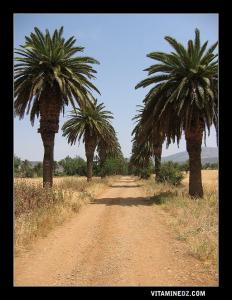 طريق النخيل المؤدي إلى مزرعة دولفيس (ولاية تلمسان)