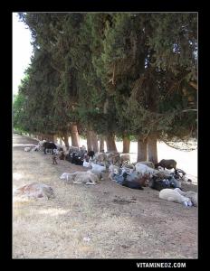 تربية الماشية بضواحي الصفصاف (ولاية تلمسان)