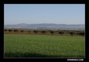 الحقول الزراعية لبلدية الرمشي (ولاية تلمسان)