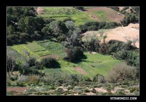 حقول زراعية بجنب شاطئ الوردانية
