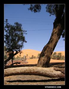 صورة لواحة تاغيت (ولاية بشار)