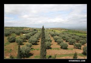 حقول بلدية غريس بولاية معسكر