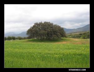 ضريح سيدي عبد الله بضواحي تيزي وزو