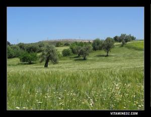 حقل زراعي ببلدية عين الحوت (ولاية تلمسان)
