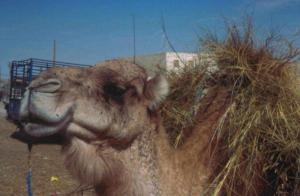 جمل من الصحراء الجزائرية