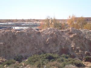 شبعنا سمكا ...؟