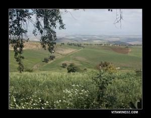 حقول القمح بمنطقة عين تاقبالت في فصل الربيع (ولاية تلمسان)