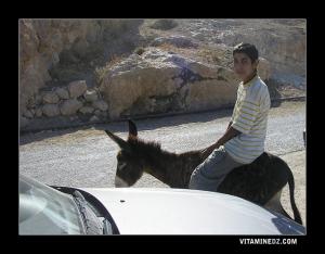 حمار يقطع الطريق