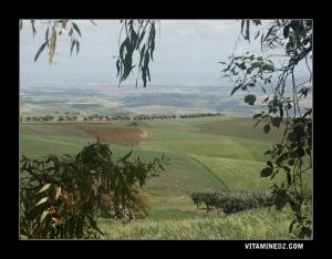 الحقول الخضراء لمنطقة عين تاقبالت (ولاية تلمسان)