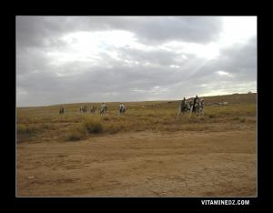 فرسان من منطقة الحجيلات بتيارت في طريقهم إلى وعدة سيدي ناصر