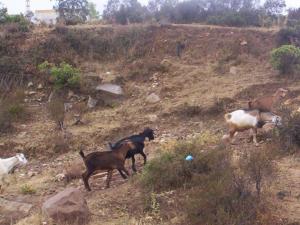 تربية الماعز ببلدية تاكسنة (ولاية جيجل)