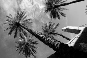 نخيل من صحراء الجزائر