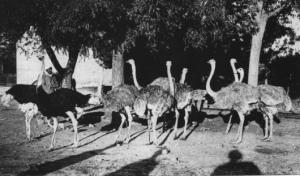 تربية النعام بسوڨر سنة 1920