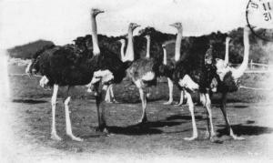 تربية النعام بسوڨر سنة 1920