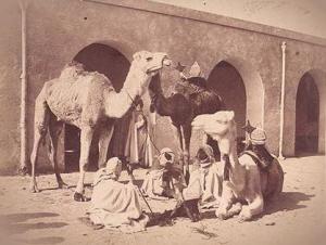 استرخاء جمال القافلة البدوية