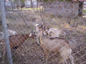 الماعز في حديقة الحيوانات لمدينة جيجل