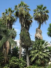 حديقة الحرية بالعاصمة