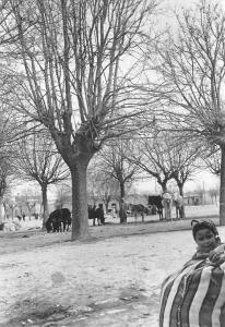 الساحة الرئيسية لمدينة الشريعة سنة 1957